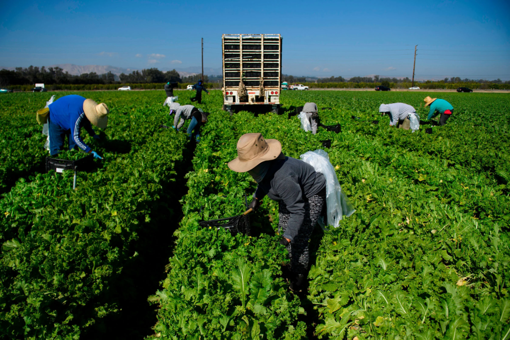 Farm workers are highly in demand in the UK.